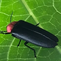 生き物写真